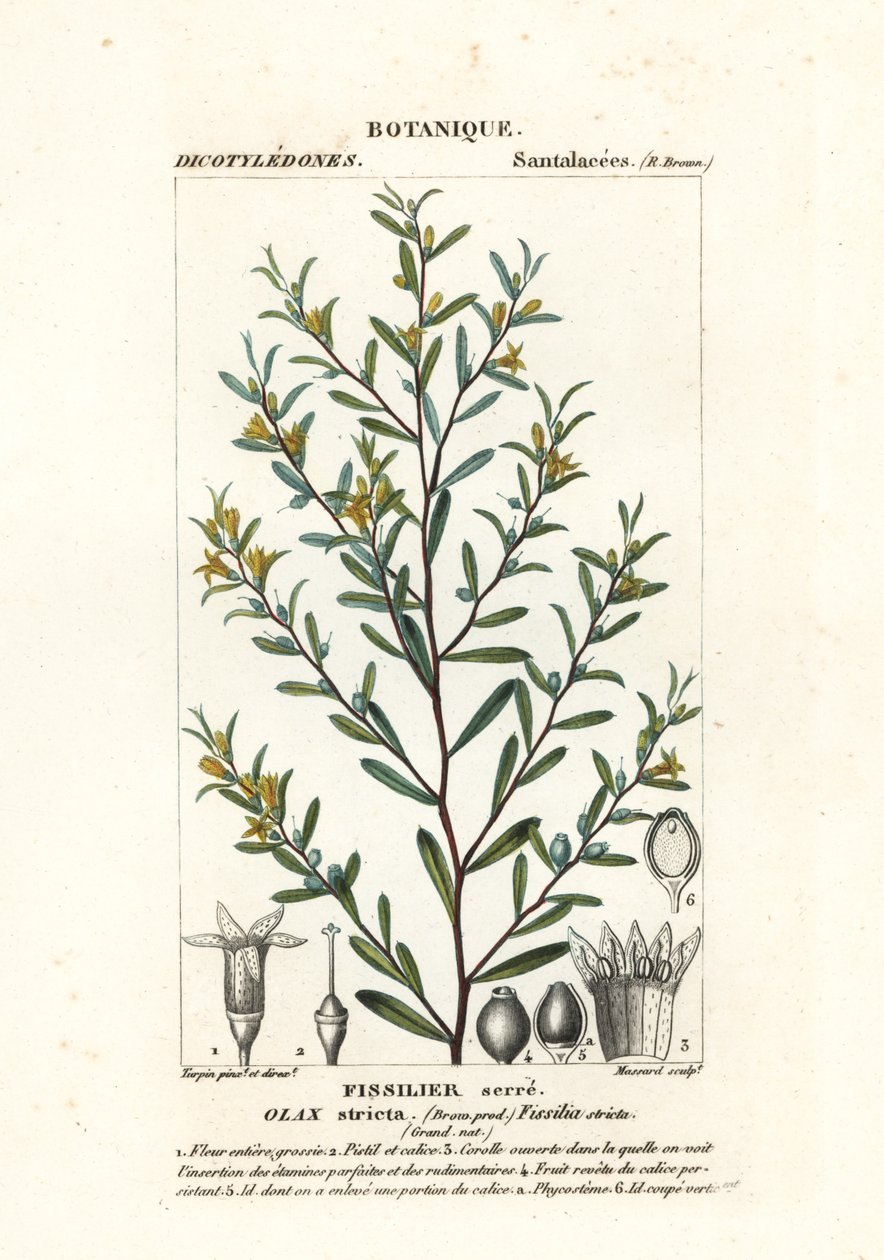 Olax stricta - Stanghi Stanghi