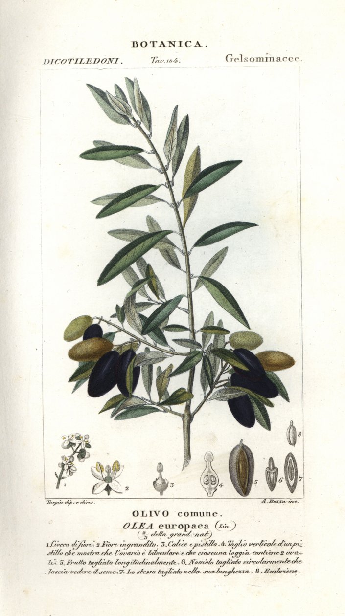 Olivier, Olea europaea - Stanghi Stanghi