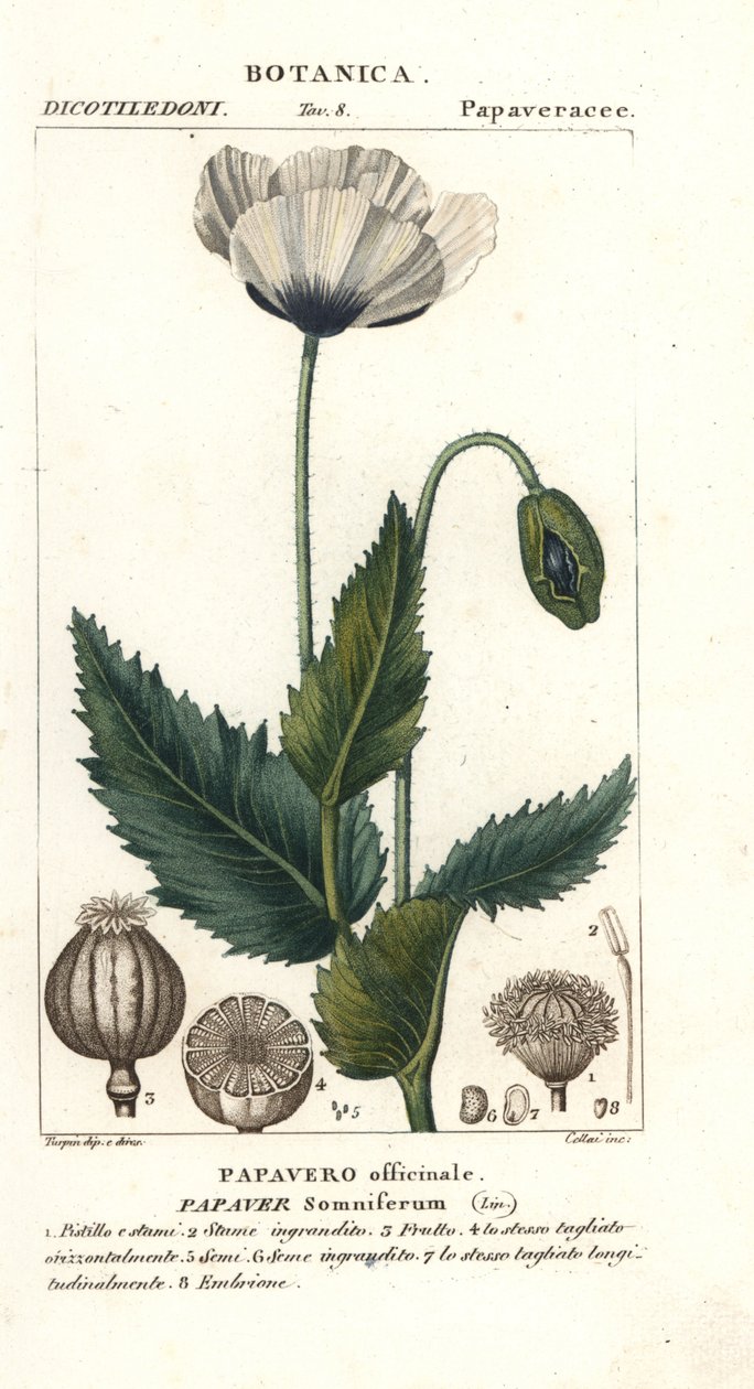 Pavot à opium, Papaver somniferum, Papavero officinale - Stanghi Stanghi