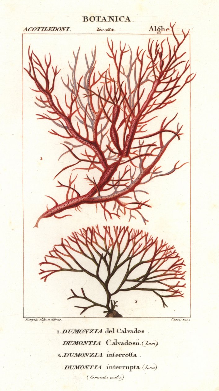 Algues rouges - Stanghi Stanghi