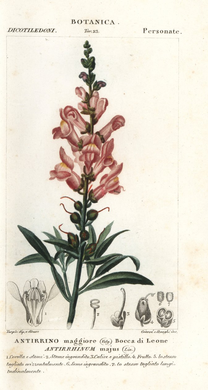 Muflier, Antirrhinum majus - Stanghi Stanghi
