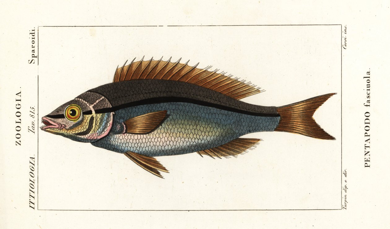 Threadfin bream, Pentapodus fasciuola - Stanghi Stanghi