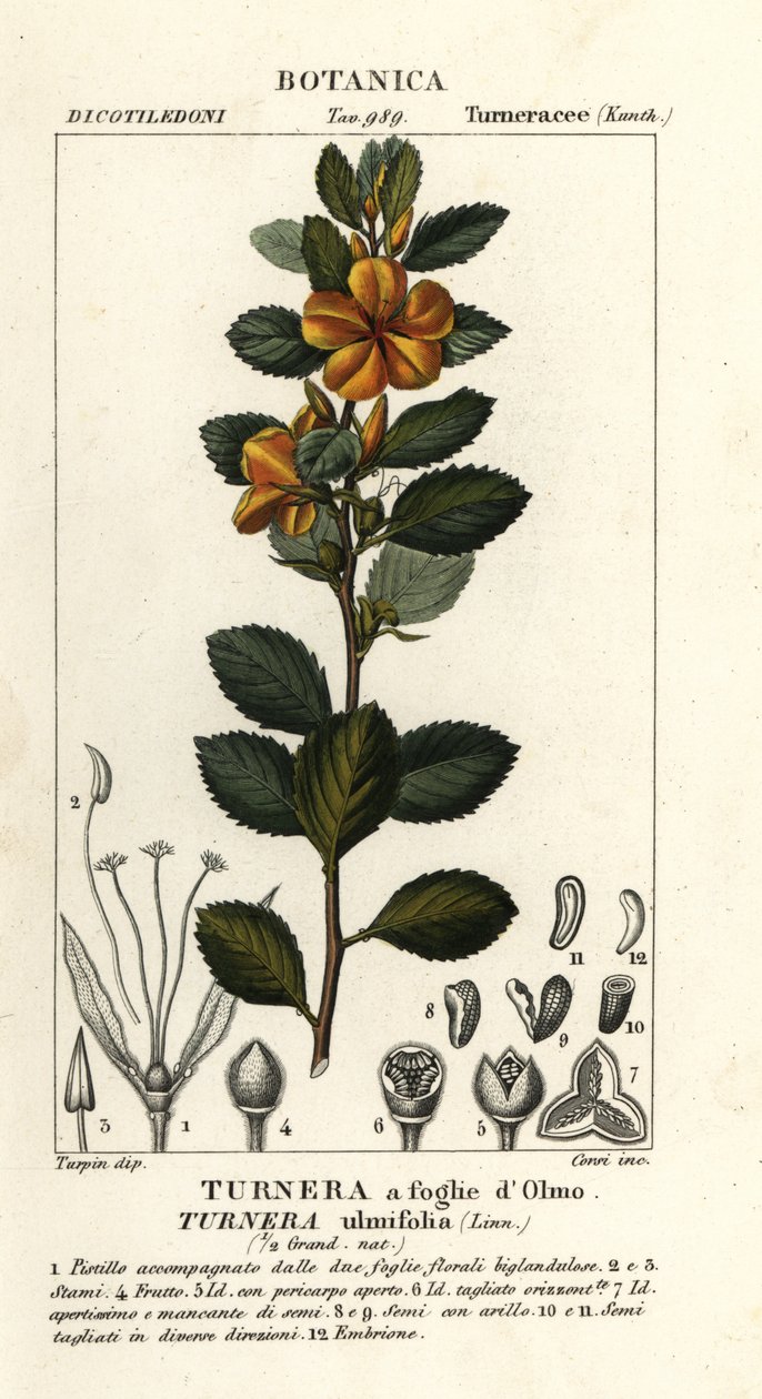 Aulne jaune, Turnera ulmifolia - Stanghi Stanghi