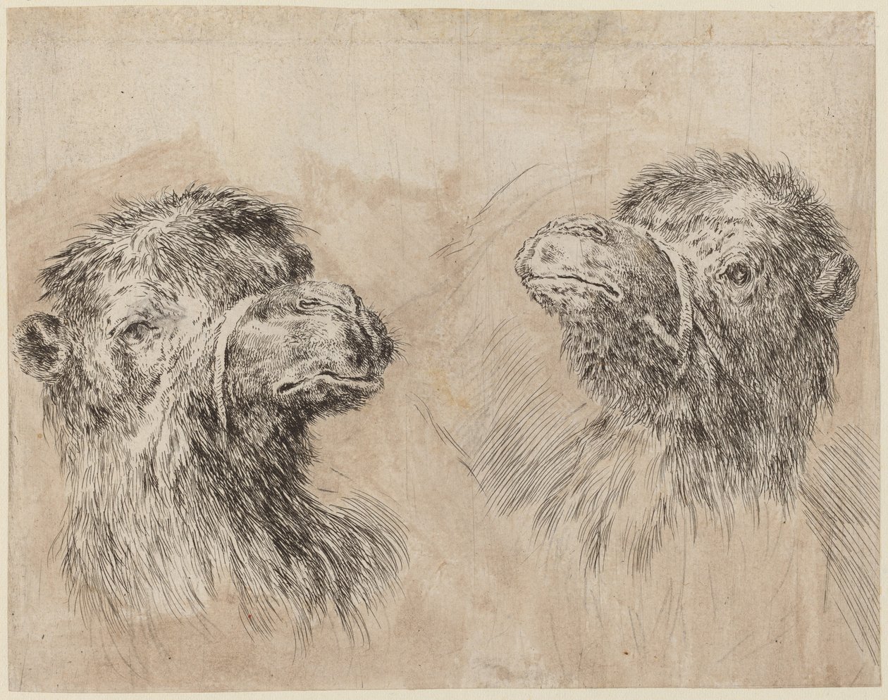 Deux têtes de chameau [recto], probablement 1649 - Stefano della Bella