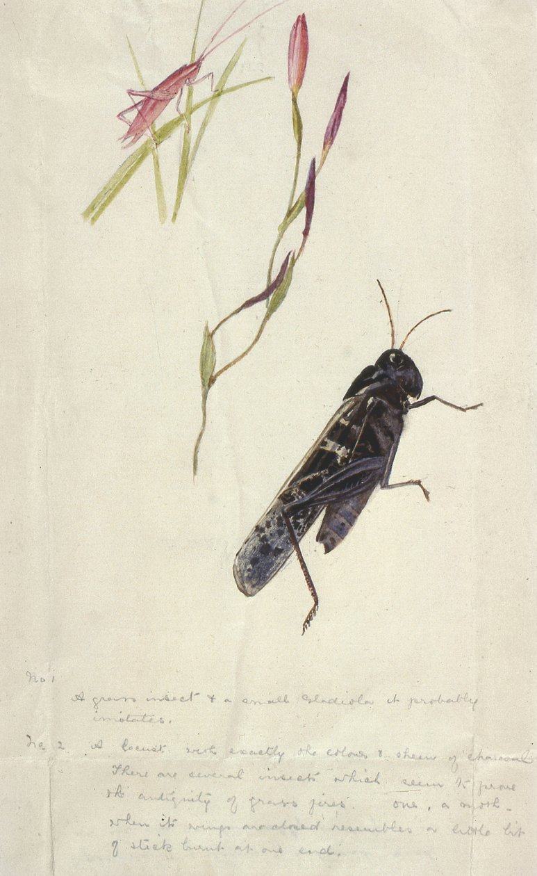 Insectes sud-africains - Stephen Briggs Carlil
