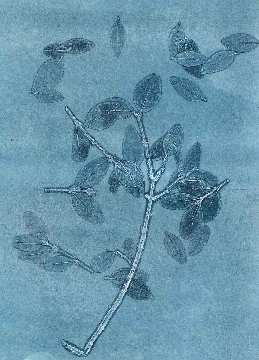 Midnight Garden I, 2015 (monoprint sur papier) - Stephen Dow