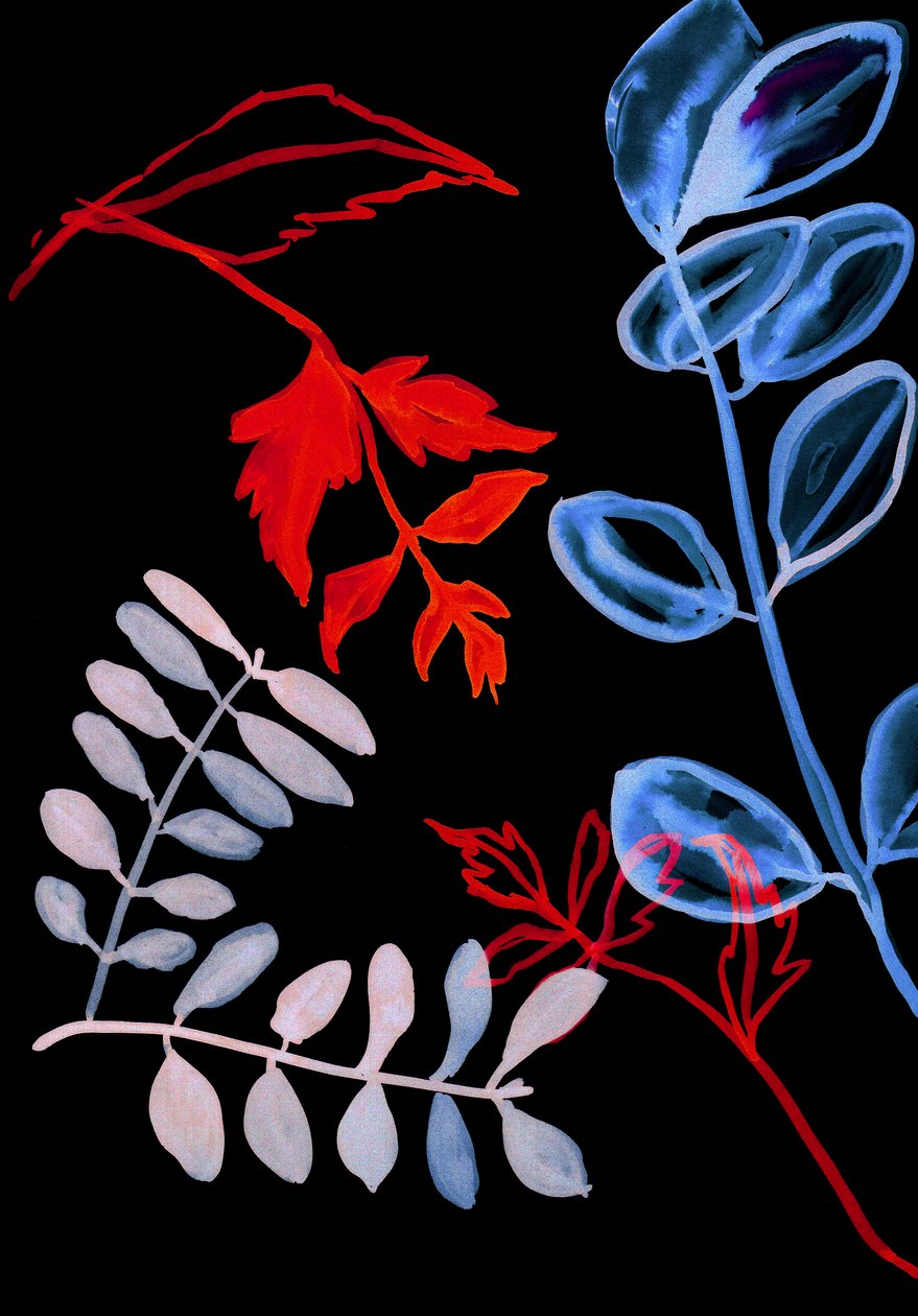 Flore nocturne IV, 2018 (numérique) - Stephen Dow