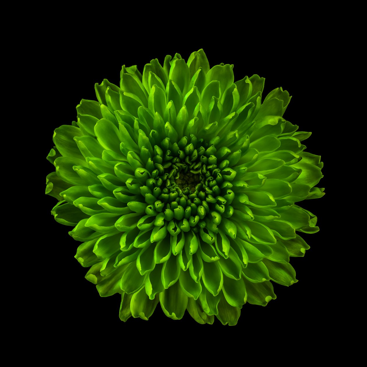 Chrysanthème n° 01, 2020 - Steve Gallagher