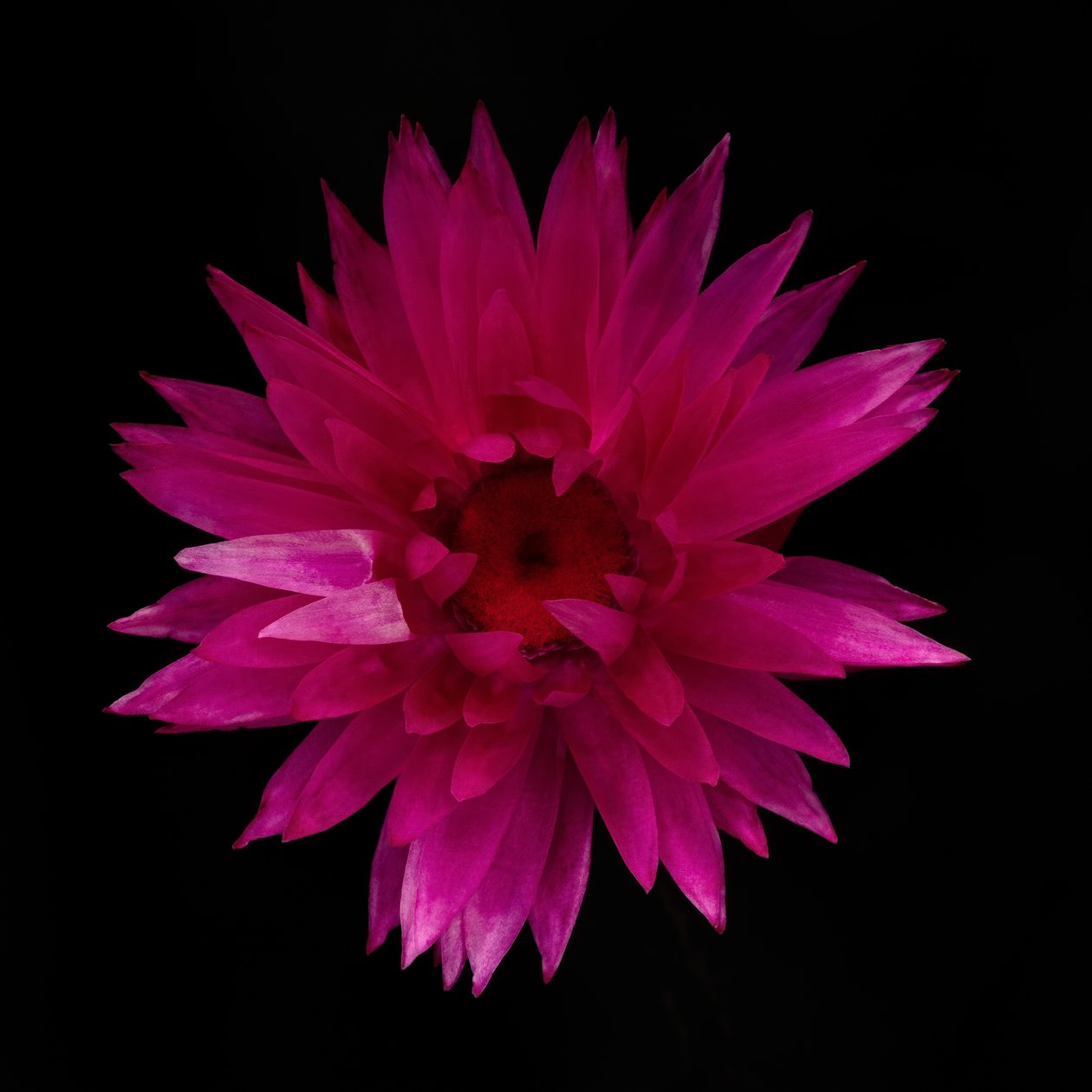 Dahlia séché n° 01 - Steve Gallagher