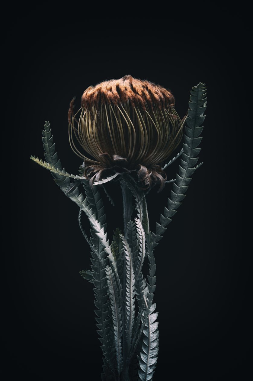 Protea unique, 2021 - Steve Gallagher