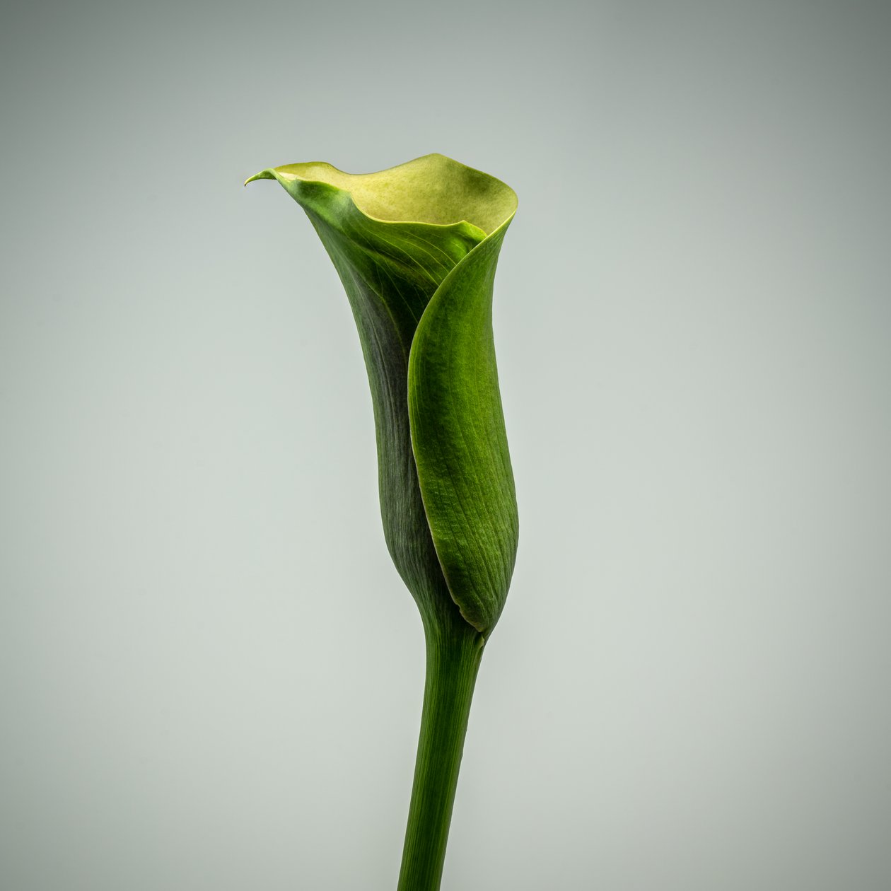 Calla Lily verte unique, 2020 - Steve Gallagher