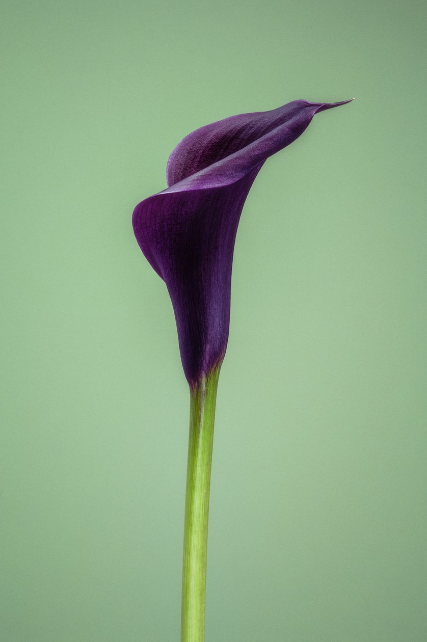 Calla Lily violet unique - Steve Gallagher
