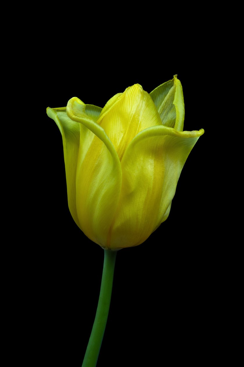 Tulipe jaune n°02, 2021 - Steve Gallagher