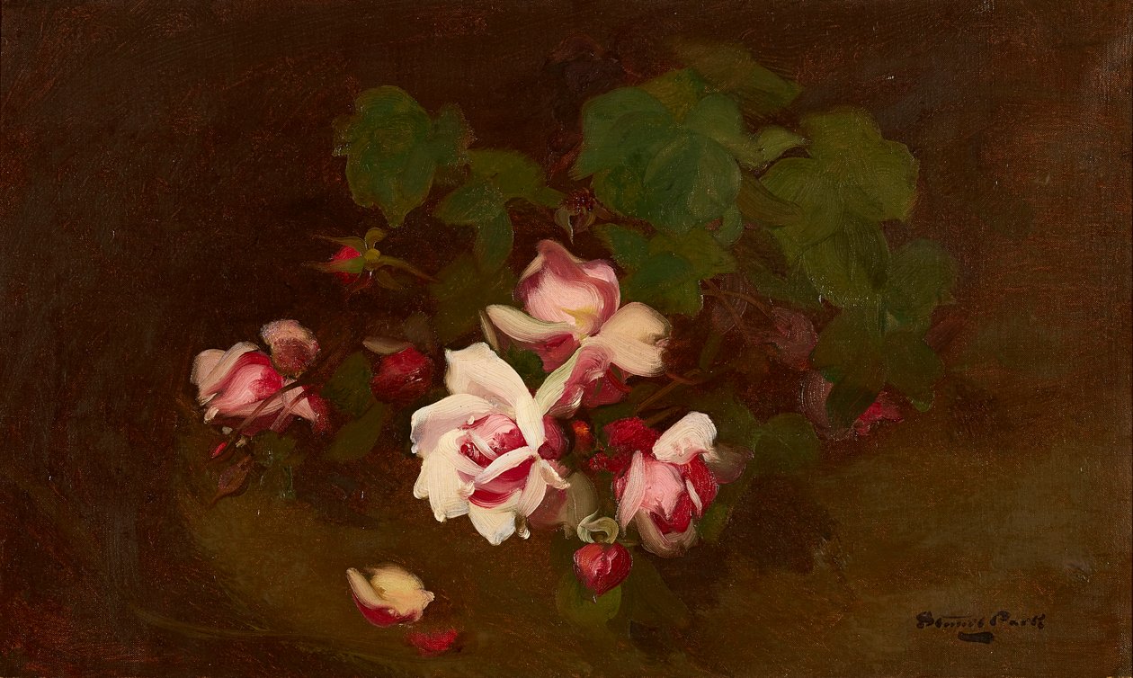 Roses en fleurs - Stuart Park