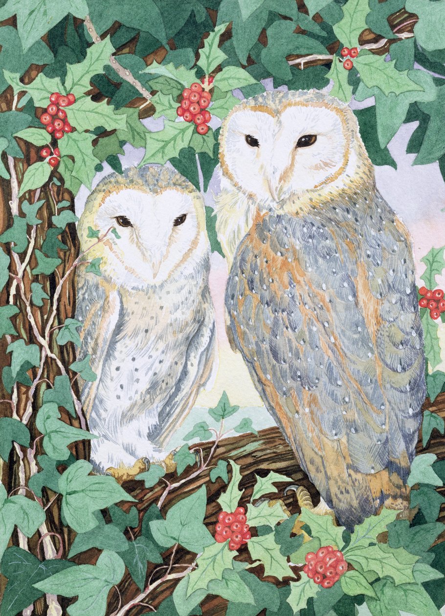 Chouettes effraies - Suzanne Bailey