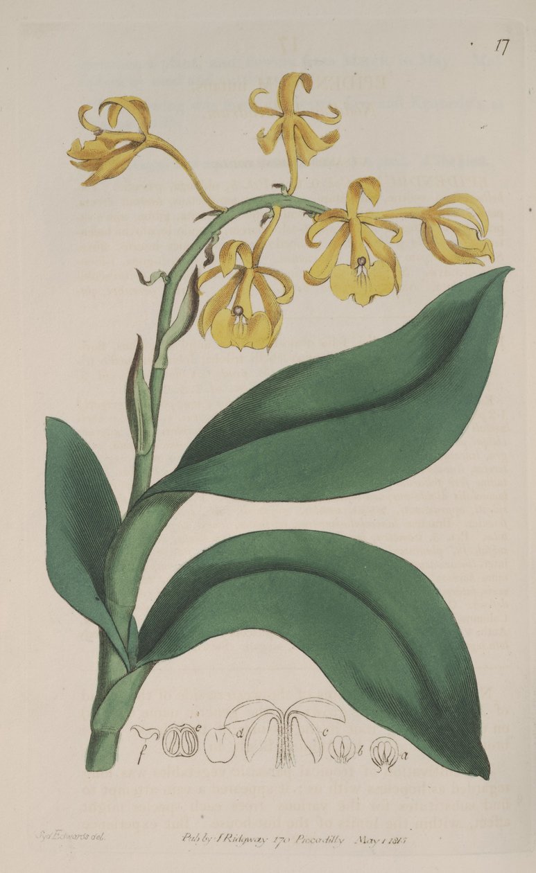 Illustration de Epidendrum nutans - Sydenham Teast Edwards
