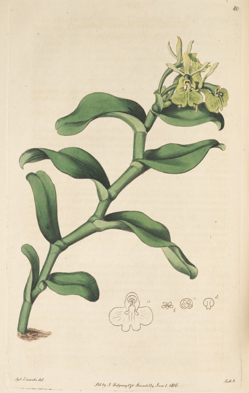 Illustration de Epidendrum umbelliferum (comme syn. Epidendrum umbellatum) - Sydenham Teast Edwards