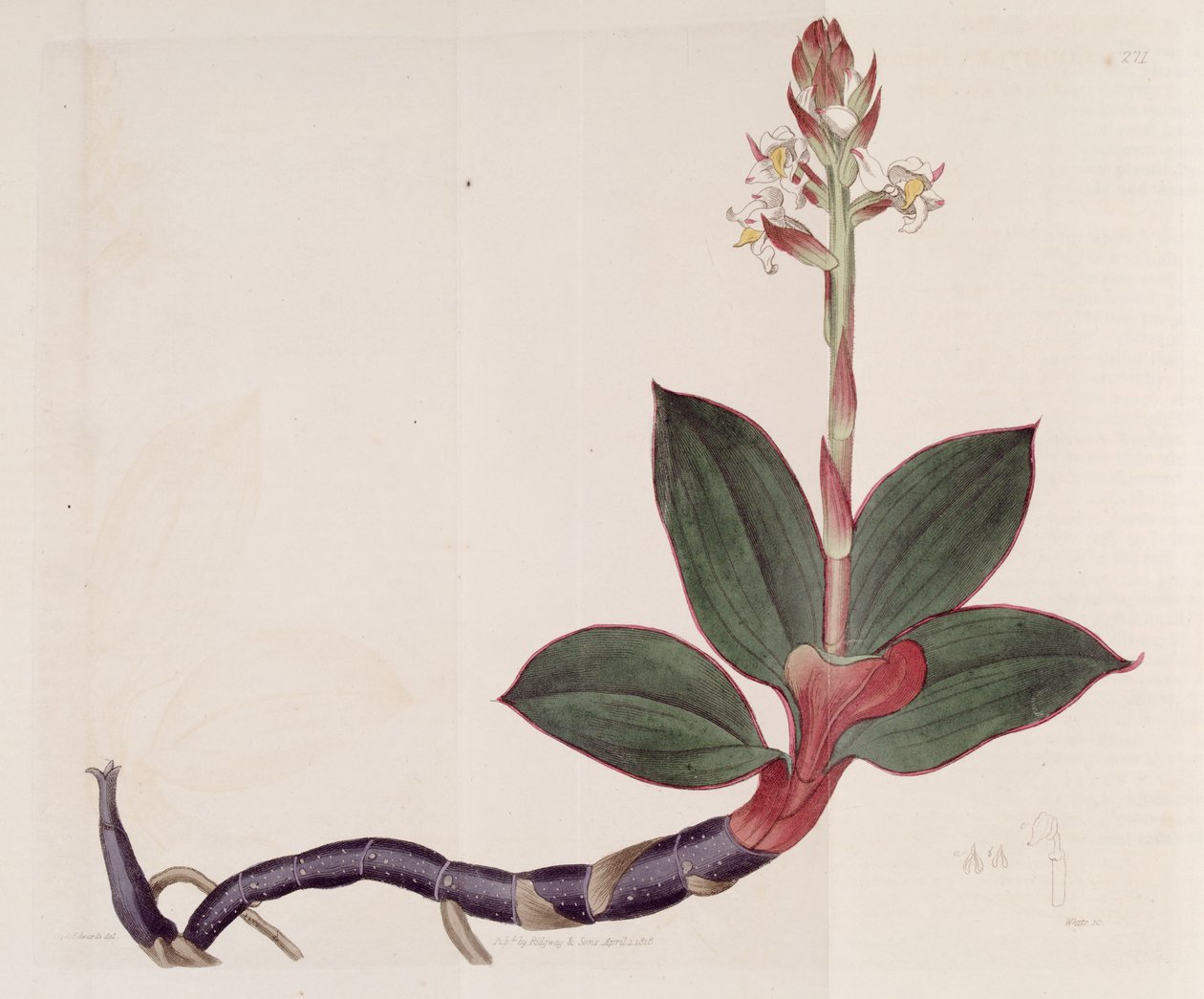 Illustration de Ludisia discolor - Sydenham Teast Edwards
