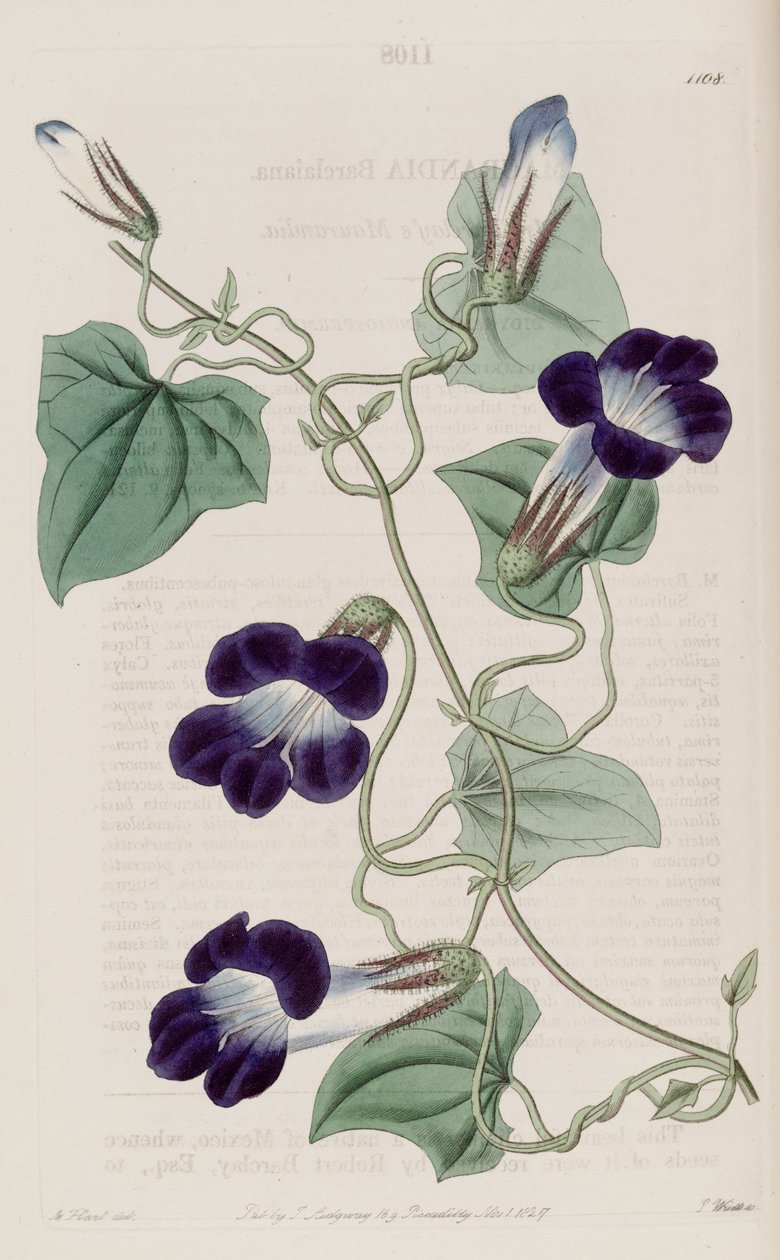 Maurandya barclaiana - Sydenham Teast Edwards