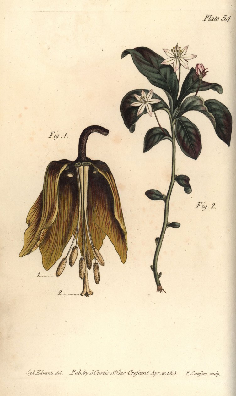 Couronne impériale - Sydenham Teast Edwards