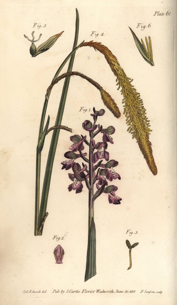 Orchidée pourpre, Orchis mascula, Gynandria - Sydenham Teast Edwards