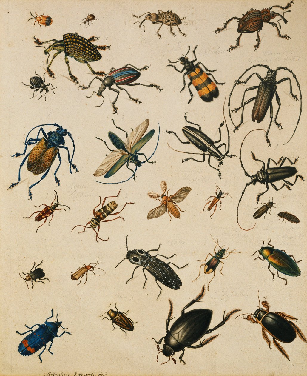 Études d