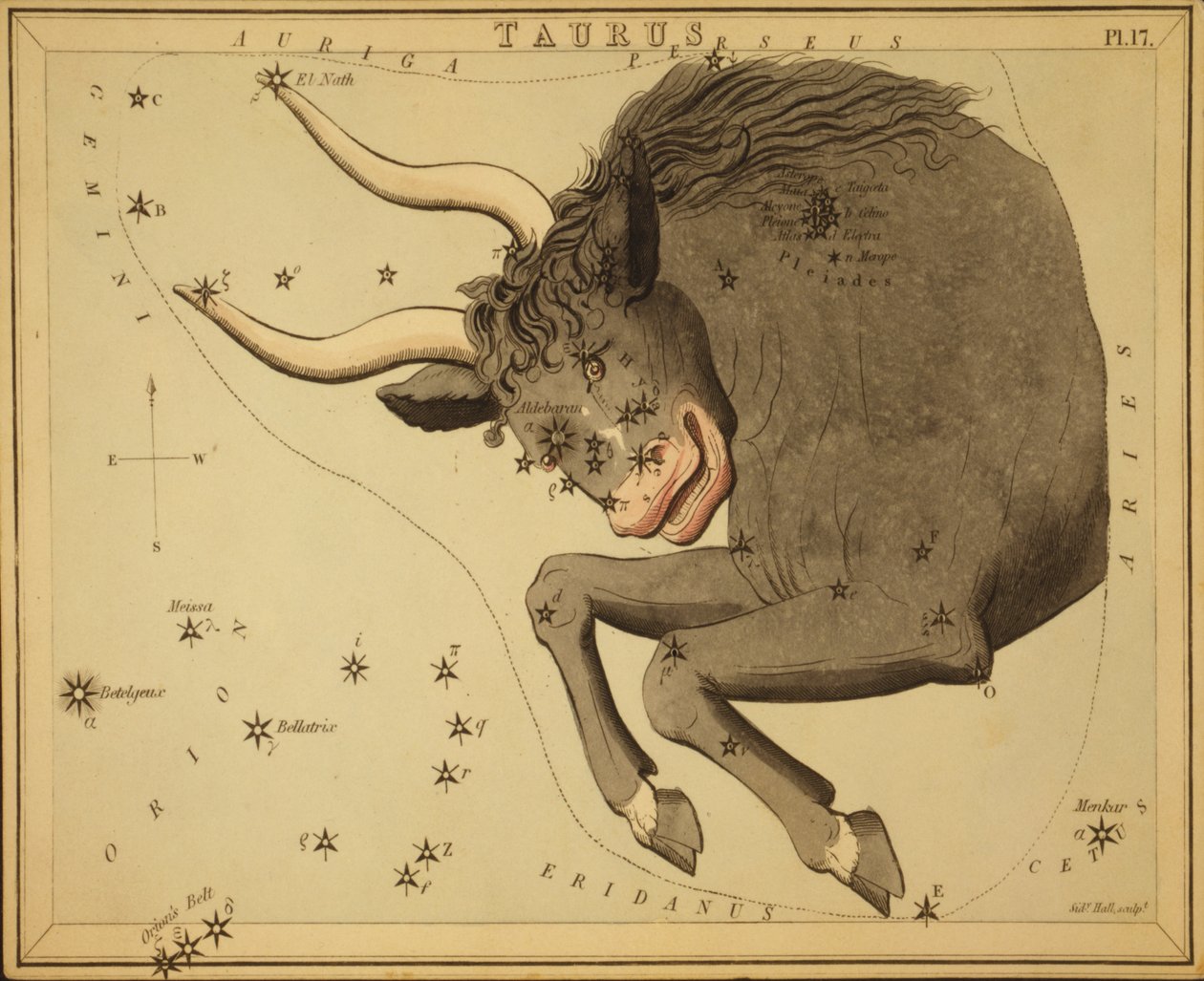 Taureau, Illustration de 