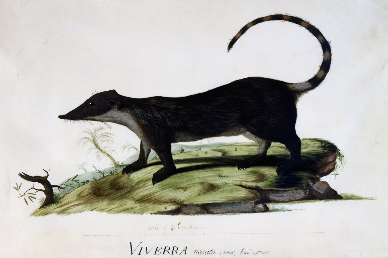 Viverra nasuta mâle - Sydney Parkinson