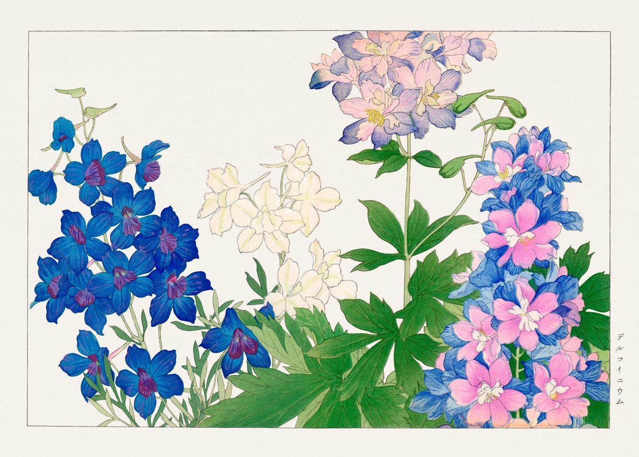 Fleur de delphinium de "Seiyou Sokazufu" - Tanigami Konan