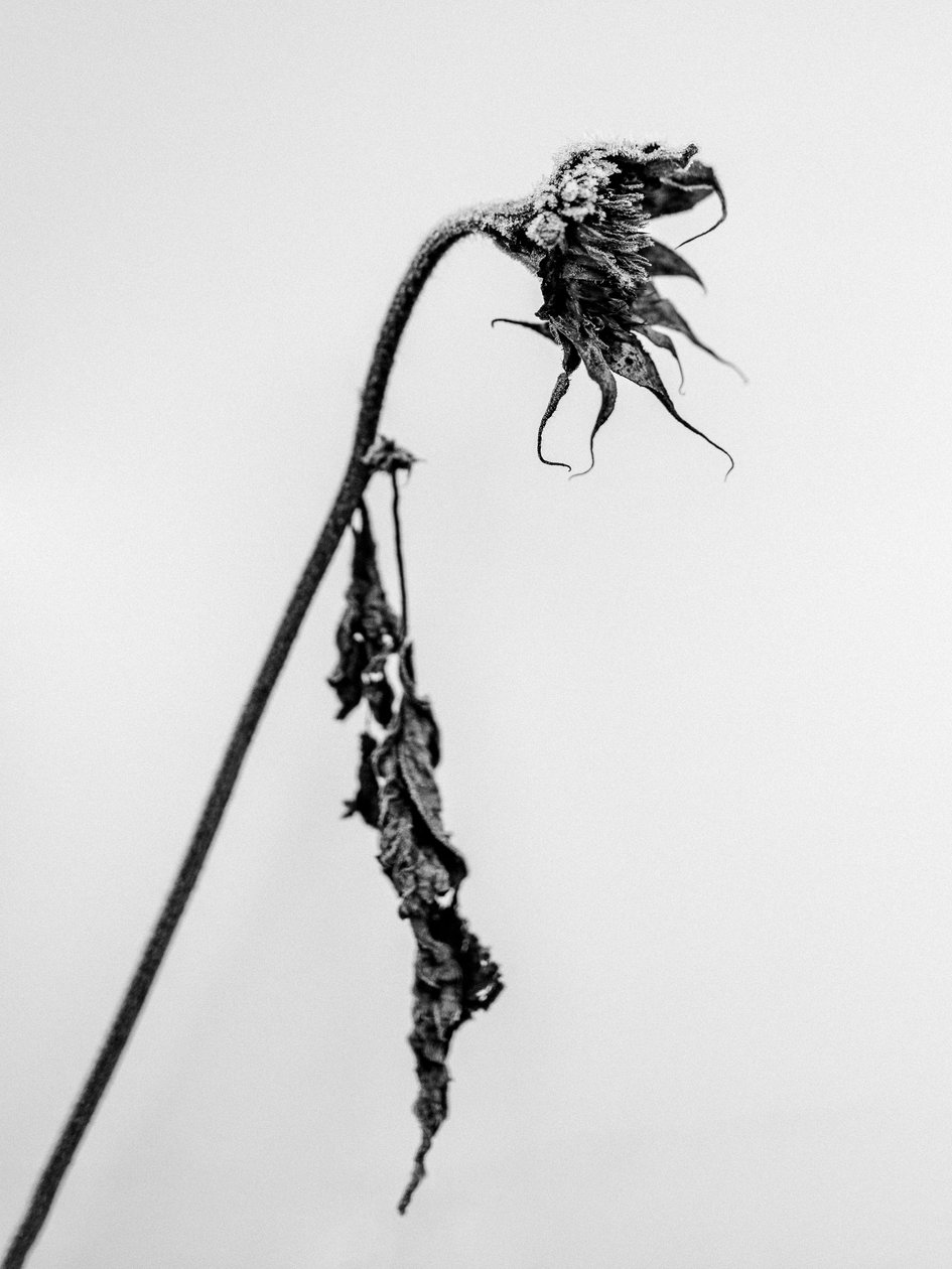 Parmi les fleurs 15 - Teis Albers