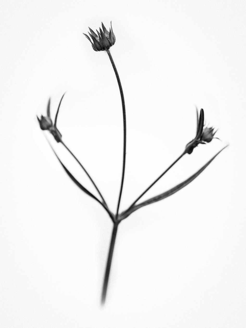 Parmi les fleurs 34, 2021 - Teis Albers