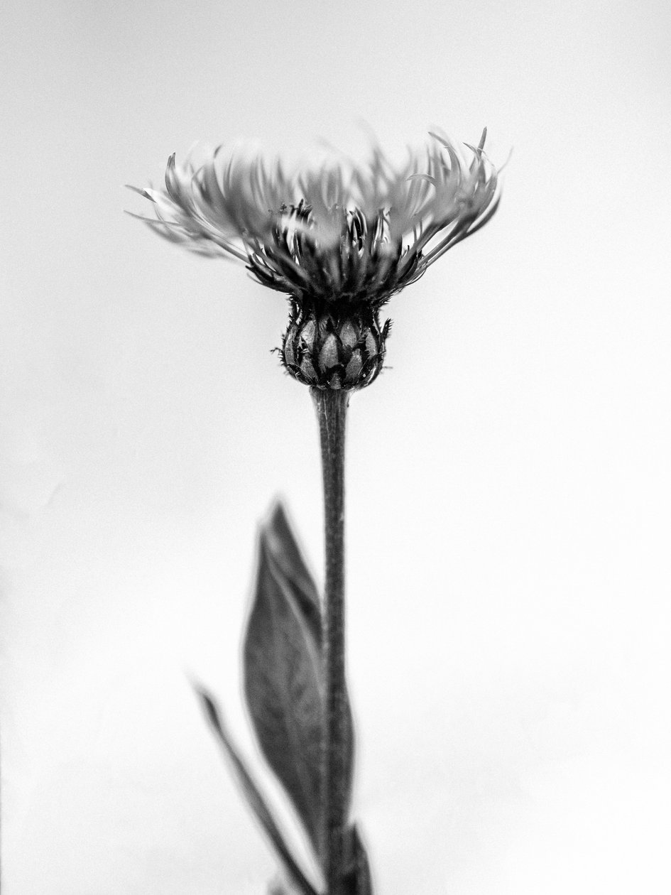 Parmi les fleurs 38 - Teis Albers