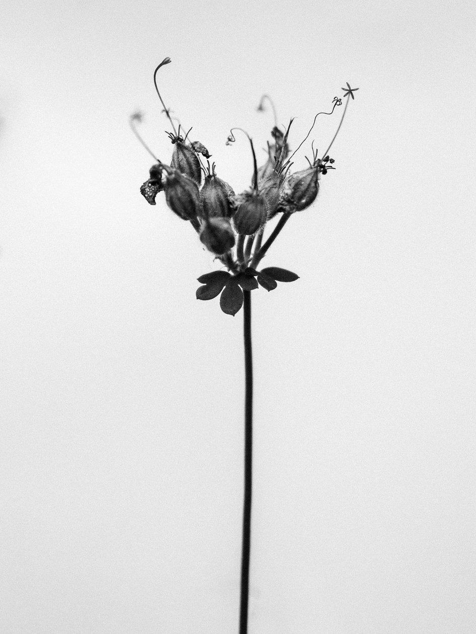 Parmi les fleurs 42 - Teis Albers