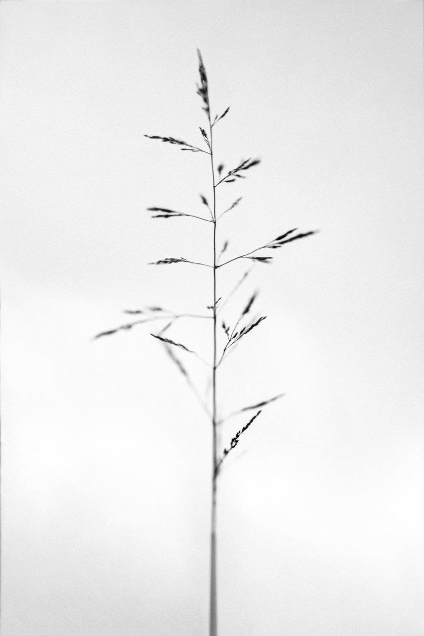 Parmi les fleurs 51 - Teis Albers