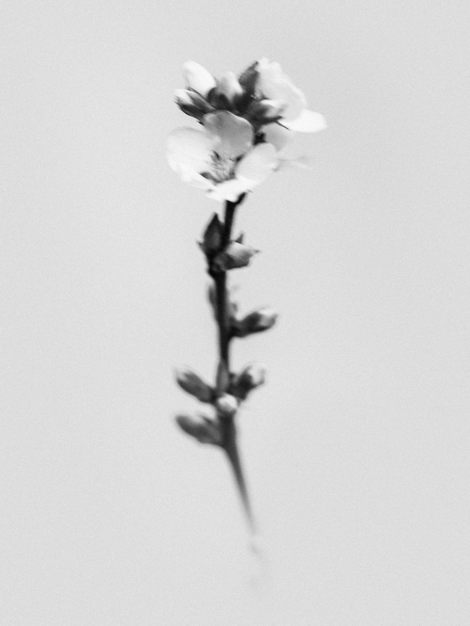 Parmi les fleurs 55 - Teis Albers