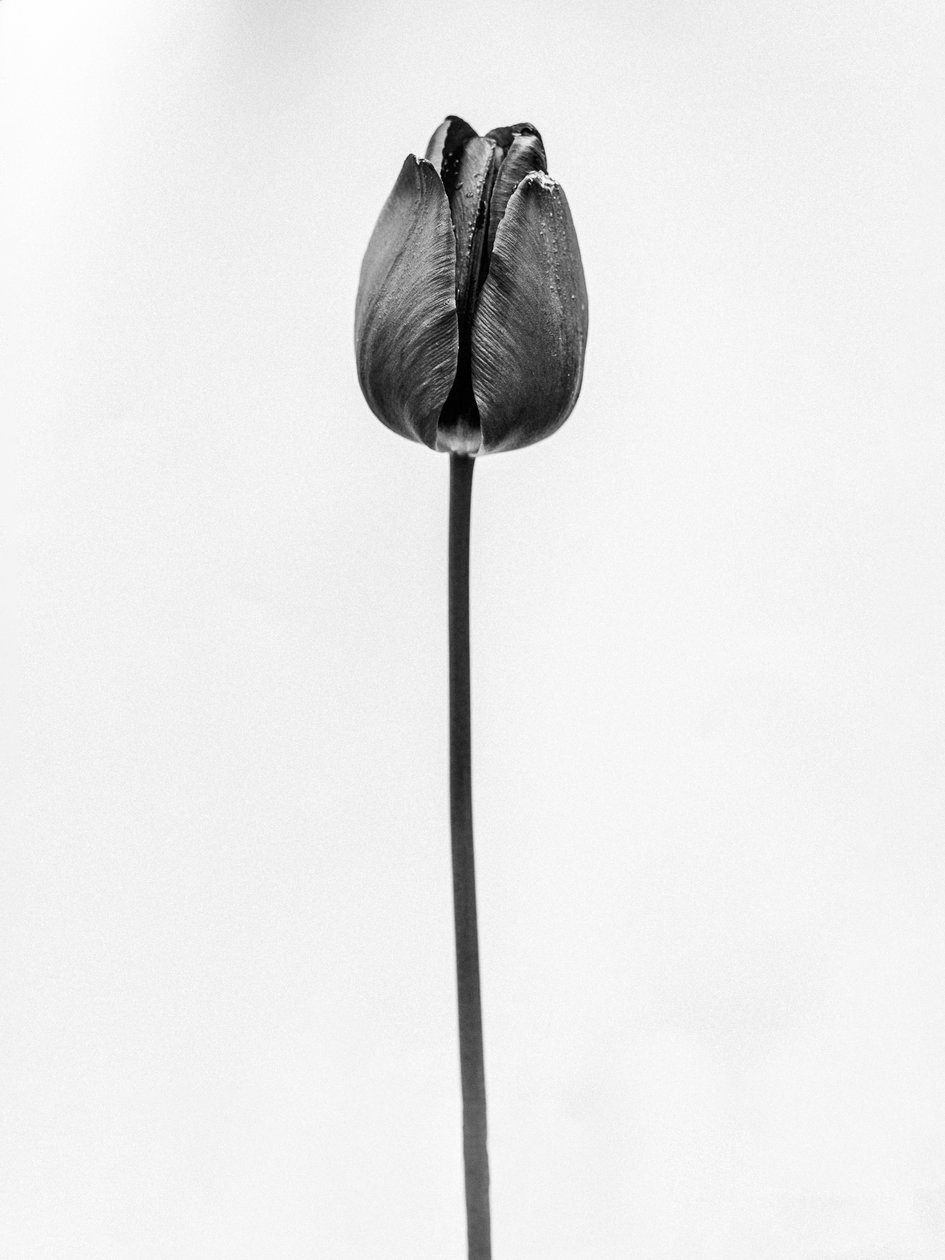 Parmi les fleurs 63 - Teis Albers