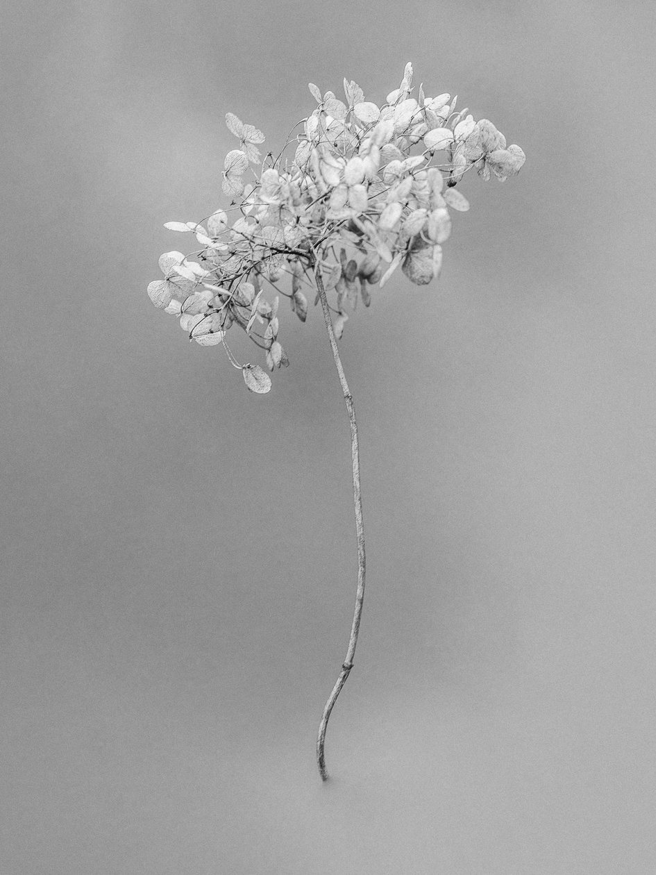 Parmi les fleurs 73 - Teis Albers