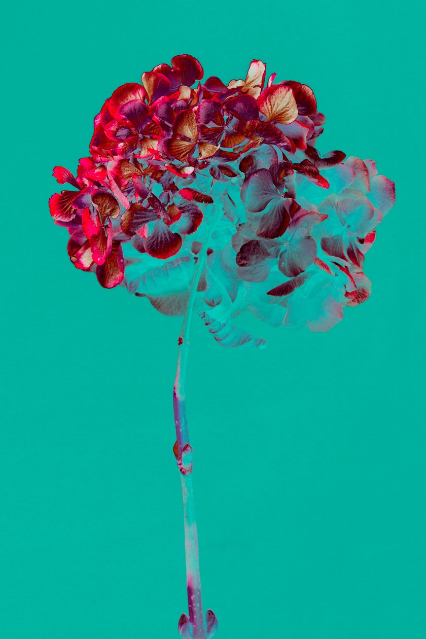 Hortensia - Teis Albers