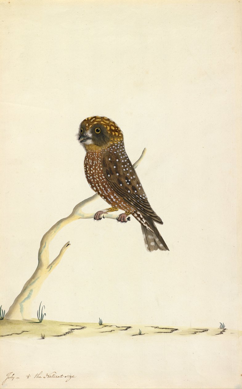 Hibou Boobook - The Sydney Bird Painter