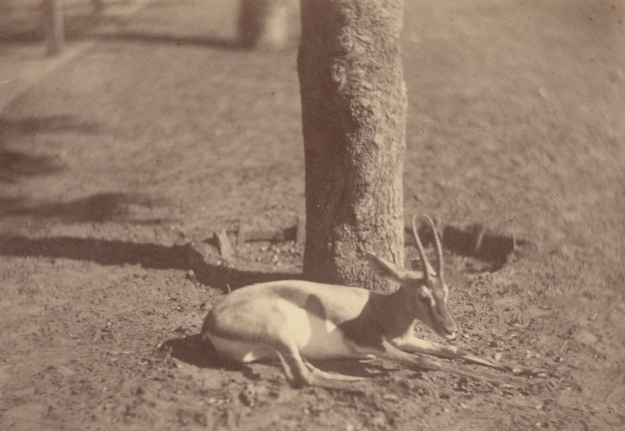 [Gazelle couchée contre un arbre] - Théodule Devéria