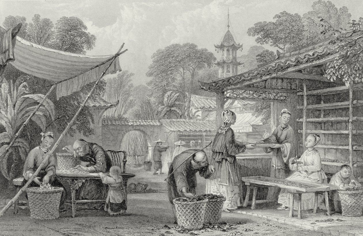 Nourrir les vers à soie et trier les cocons, gravé par A. Willmore - Thomas Allom