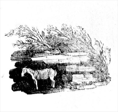 Un âne de l