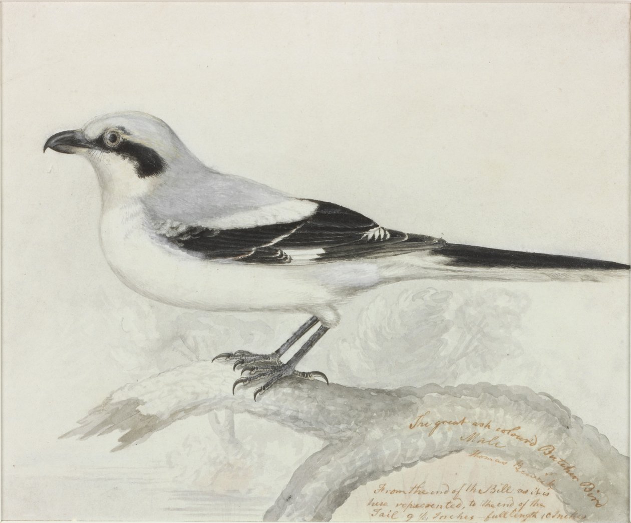 Le grand oiseau boucher cendré - Thomas Bewick