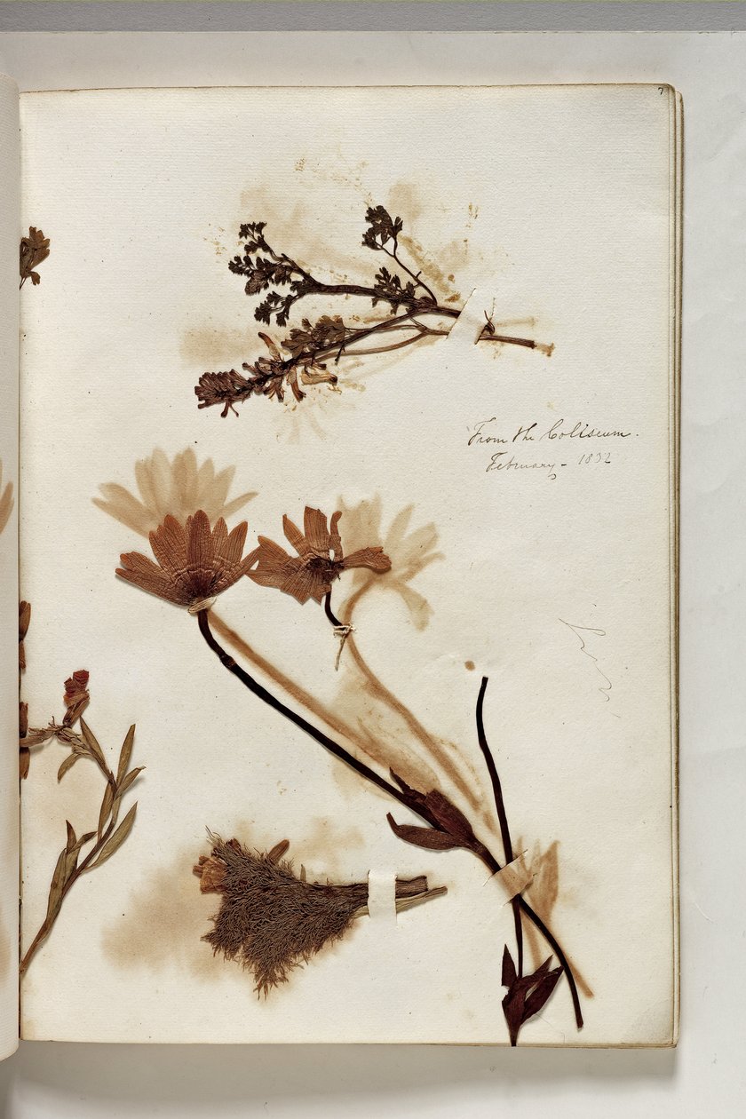 Plantes du Colisée, 1832 - Thomas Cole
