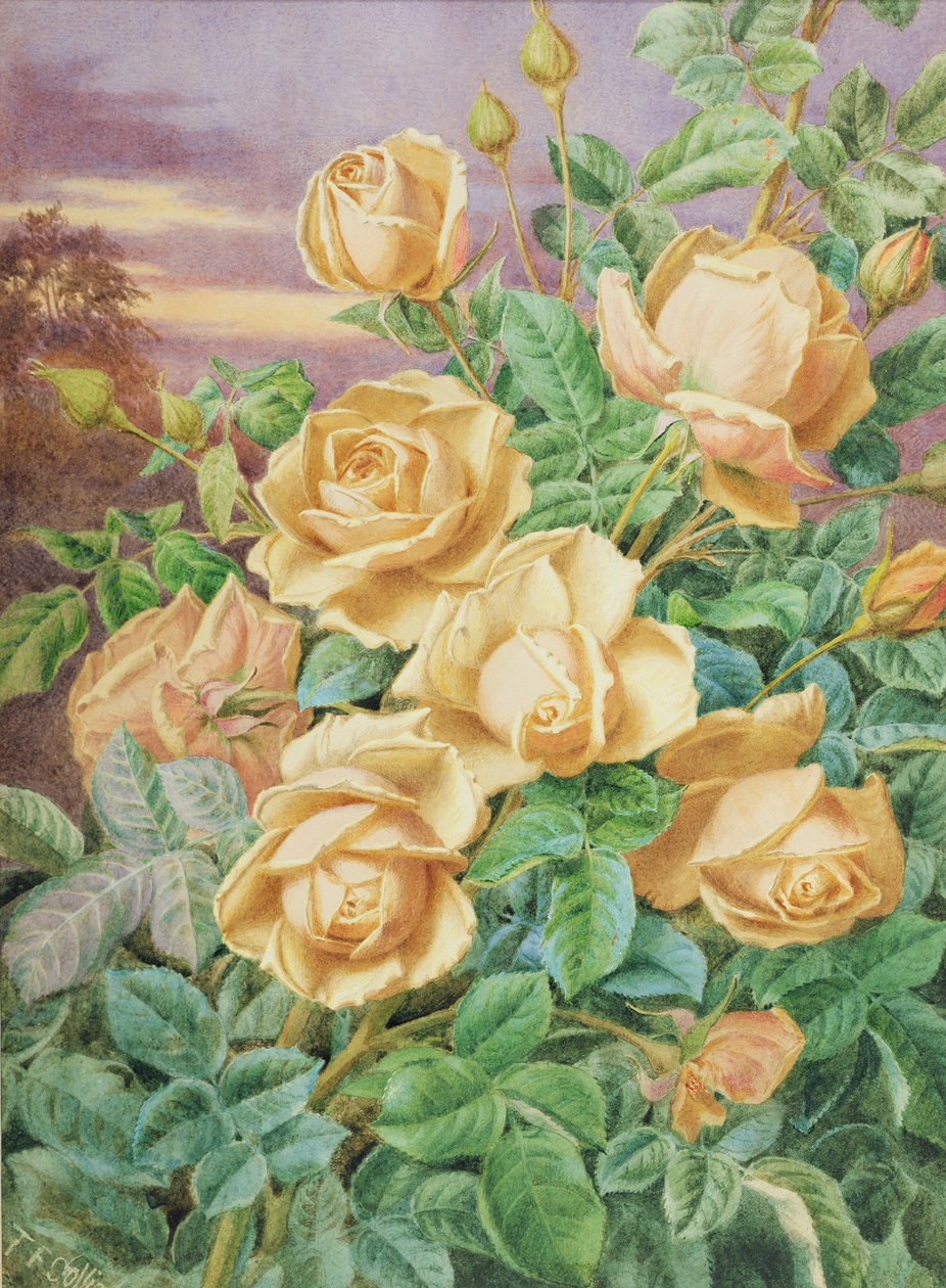 Roses jaunes - Thomas Collier