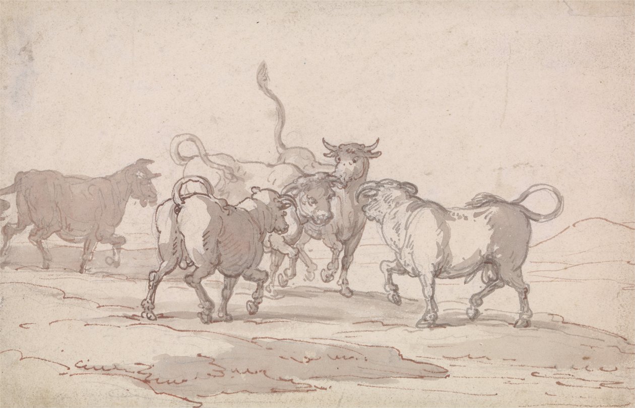 Un groupe de cinq taureaux sur le point de se battre - Thomas Rowlandson