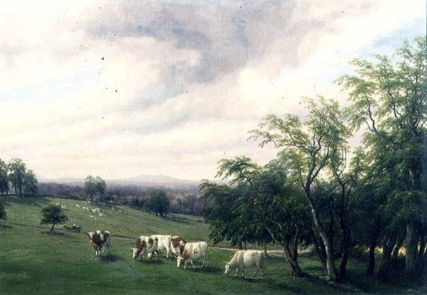Bétail paissant dans un parc - Thomas Baker