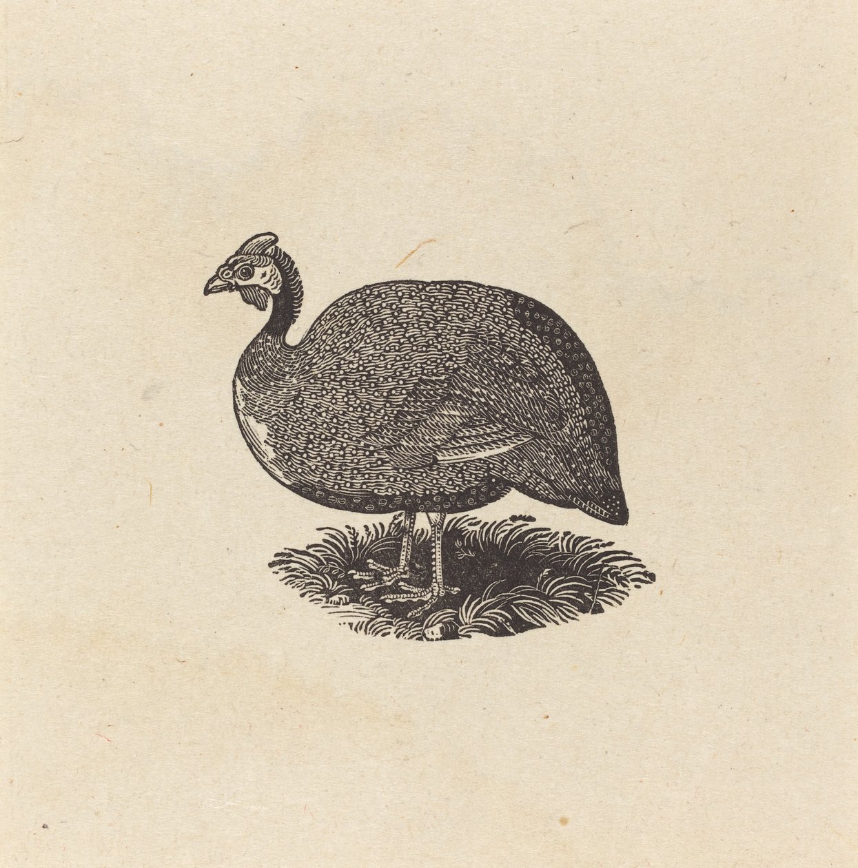 Pintade - Thomas Bewick