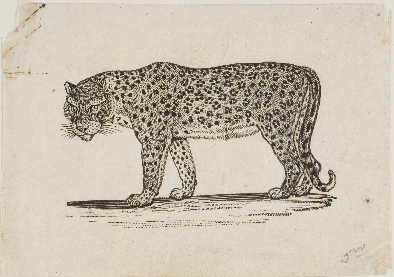 Léopard - Thomas Bewick