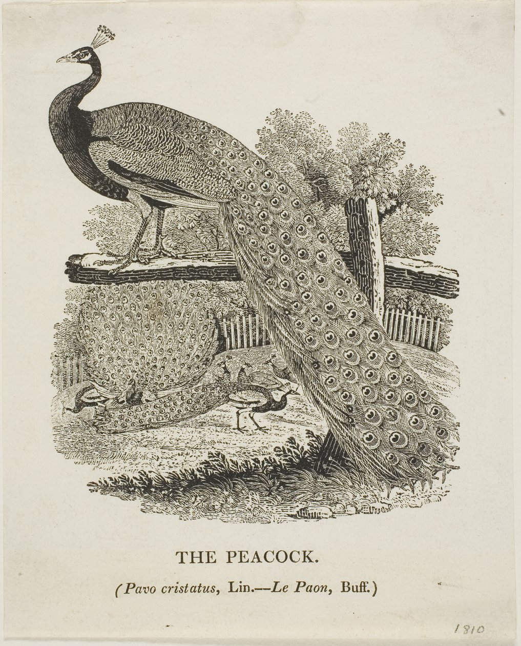 Paon - Thomas Bewick